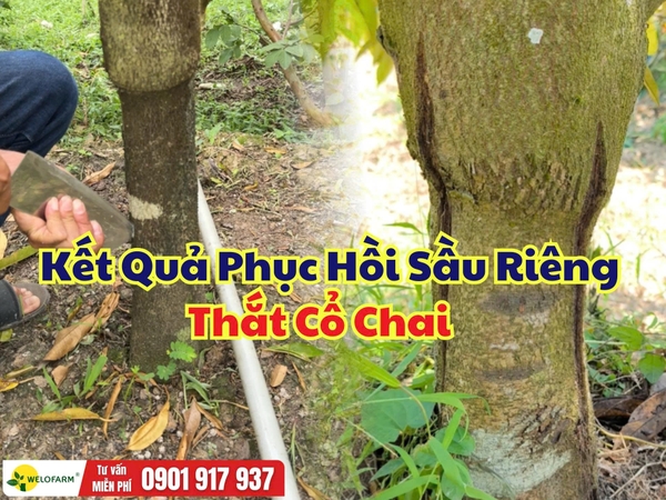 ⚠️ Kết Quả Phục Hồi Sầu Riêng Thắt Cổ Chai  