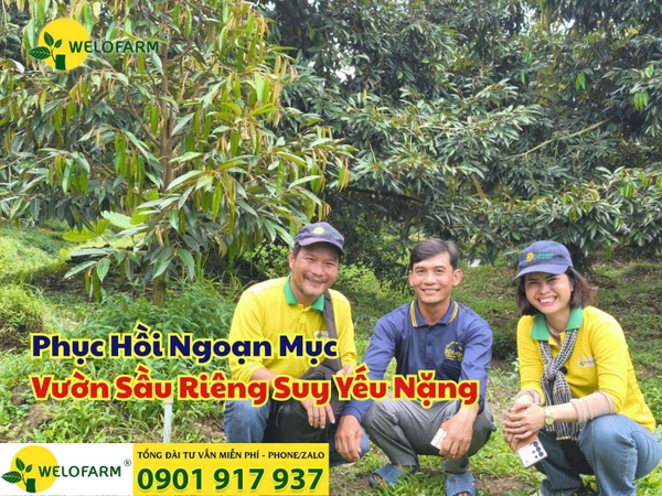 🌳 Hành Trình Phục Hồi Ngoạn Mục Cho Vườn Sầu Riêng Suy Yếu Nặng