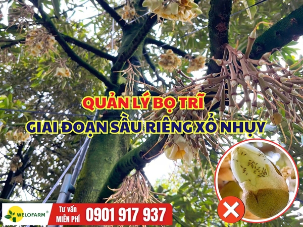 Quản Lý Bọ Trĩ Giai Đoạn Xổ Nhụy Sầu Riêng