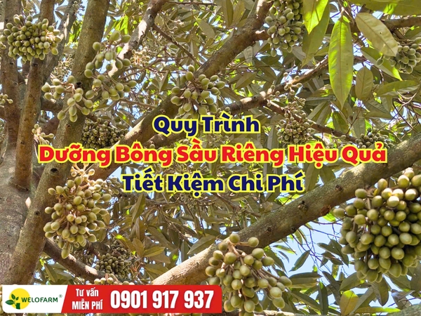 Quy Trình Dưỡng Bông Sầu Riêng Hiệu Quả, Tiết Kiệm Chi Phí