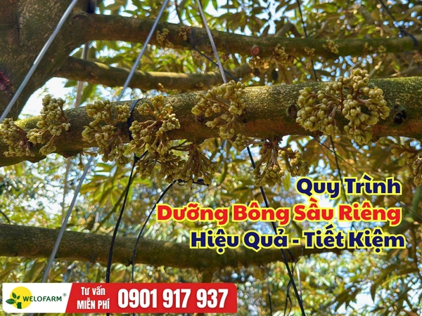 Quy Trình Nuôi Bông Sầu Riêng: Dưỡng Bông Khỏe, Kéo Đọt Đúng Nhịp
