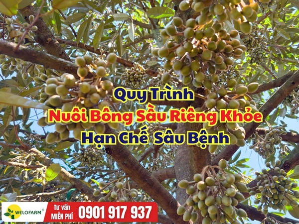 Quy Trình Nuôi Bông Sầu Riêng Khỏe, Bông Mập, Hạn Chế Sâu Bệnh