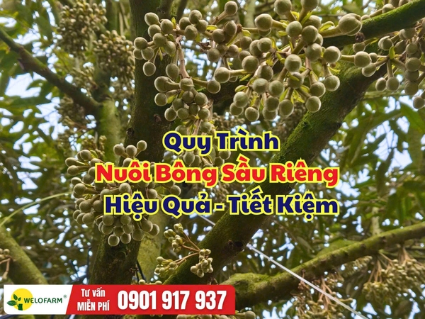 Quy Trình Nuôi Bông Sầu Riêng Hiệu Quả, Giúp Bông Khỏe, Tăng Tỷ Lệ Đậu Trái