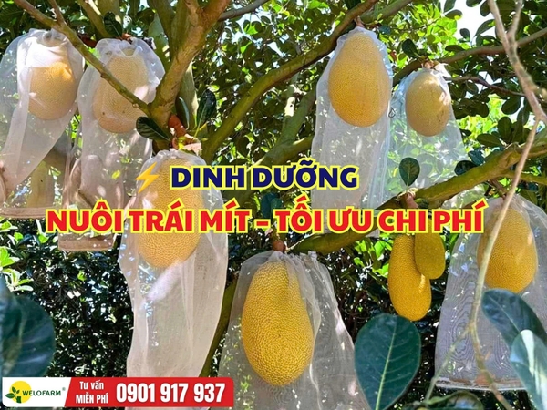 DINH DƯỠNG NUÔI TRÁI MÍT – TỐI ƯU CHI PHÍ
