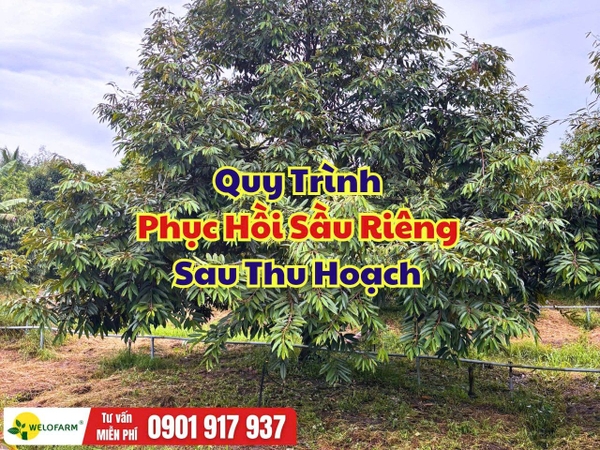 Quy Trình Phục Hồi Sầu Riêng Sau Thu Hoạch Hiệu Quả: 4 Bước Giúp Cây Nhanh Ra Đọt, Phục Hồi Khỏe