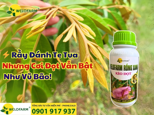 ⚡ Rầy Đánh Te Tua Nhưng Cơi Đọt Vẫn Bật Như Vũ Bão!