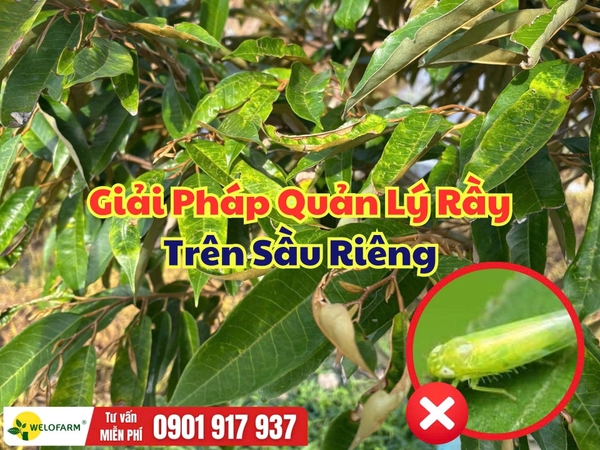 Rầy Xanh Hại Sầu Riêng: Dấu Hiệu Nhận Biết Và Giải Pháp Quản Lý Hiệu Quả