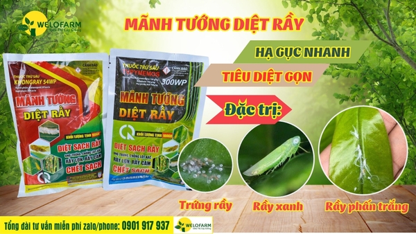 🌿 CÁCH TRỊ RẦY XANH TRÊN SẦU RIÊNG HIỆU QUẢ