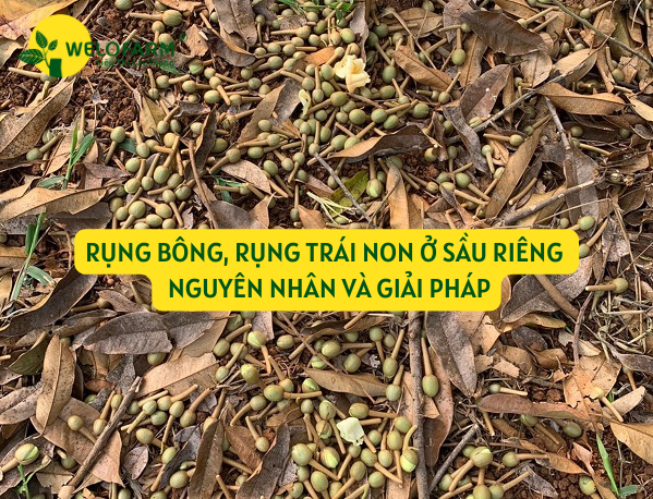 Rụng Bông, Rụng Trái Non Ở Sầu Riêng - Nguyên Nhân Và Giải Pháp