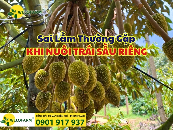 ⚡ 5 Sai Lầm Thường Gặp Khi Nuôi Trái Sầu Riêng