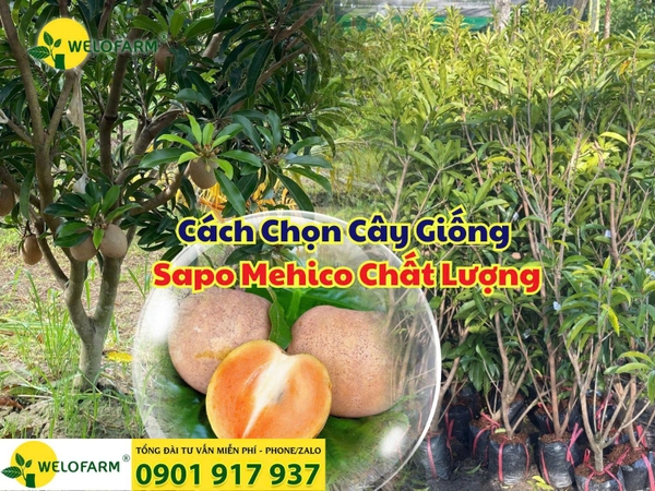 ⚡ Cách Chọn Cây Giống Sapo Mehico Chất Lượng