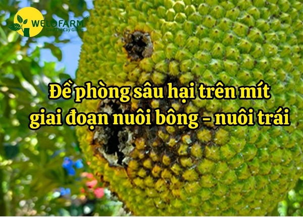 Bí Quyết Quản Lý Sâu Hại Trên Cây Mít Giai Đoạn Nuôi Trái