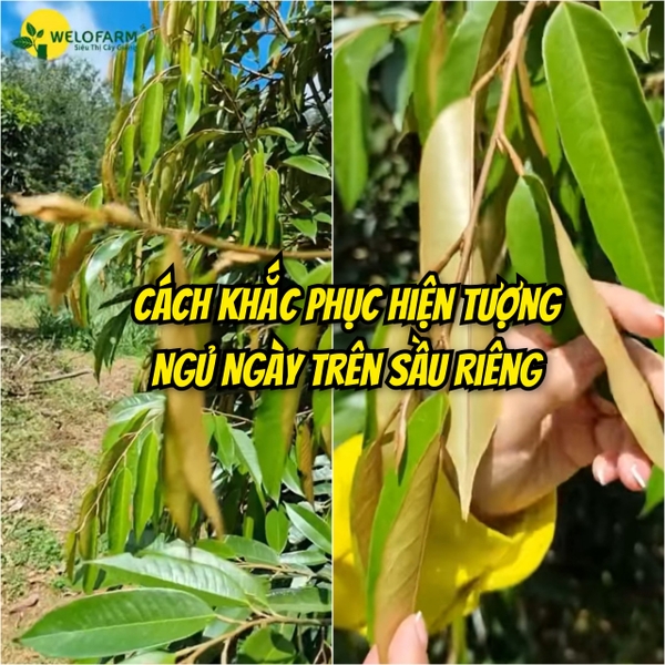 Cách Khắc Phục Bệnh Ngủ Ngày Trên Cây Sầu Riêng