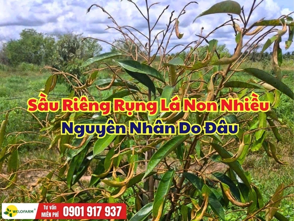 Sầu Riêng Rụng Lá Non: Nguyên Nhân Và Cách Xử Lý Giúp Cây Phục Hồi Nhanh