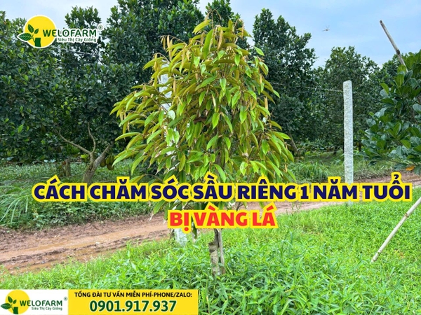 🌳 CÁCH CHĂM SÓC SẦU RIÊNG 1 NĂM TUỔI BỊ VÀNG LÁ