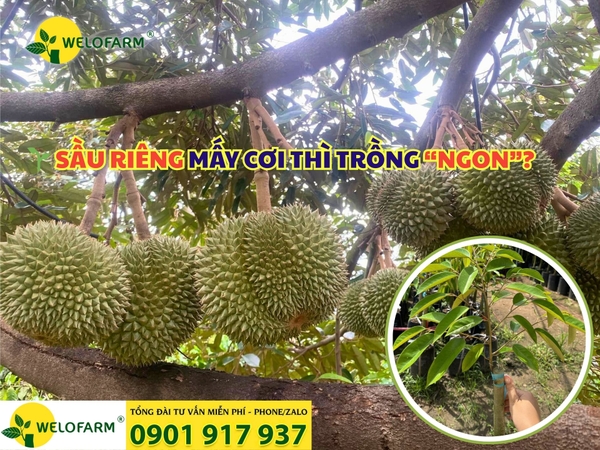 🌱 SẦU RIÊNG MẤY CƠI THÌ TRỒNG “NGON”?