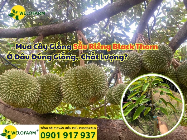 🌱 Mua Cây Giống Sầu Riêng Black Thorn Ở Đâu Đúng Giống,  Chất Lượng?