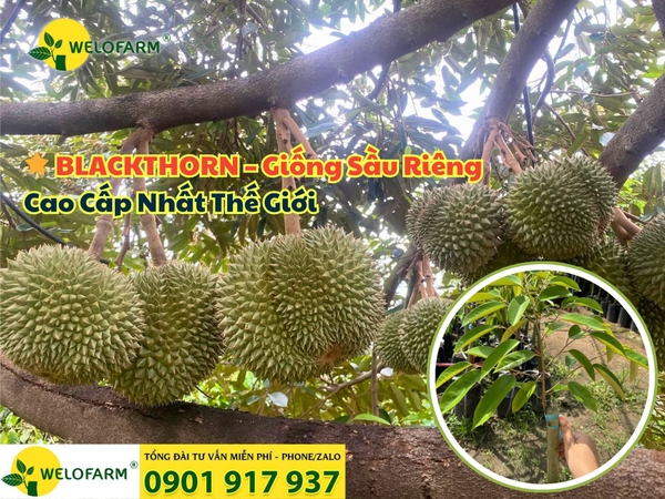 🌟 BLACKTHORN – Giống Sầu Riêng Cao Cấp Nhất Thế Giới