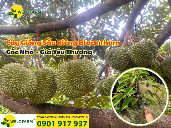 🌱 SẦU RIÊNG BLACK THORN GỐC NHỎ – GIÁ YÊU THƯƠNG