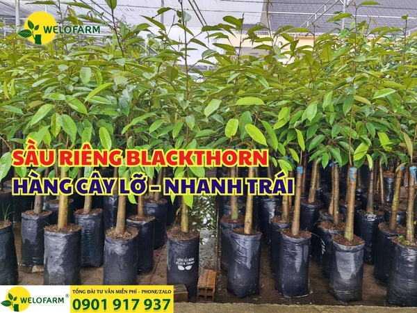 🌱 SẦU RIÊNG BLACKTHORN HÀNG CÂY LỠ – NHANH TRÁI 🌱