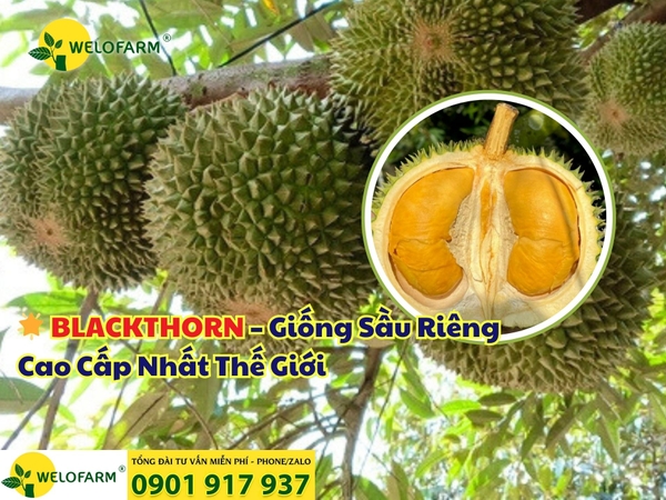 🌟 BLACKTHORN – Giống Sầu Riêng Cao Cấp Nhất Thế Giới