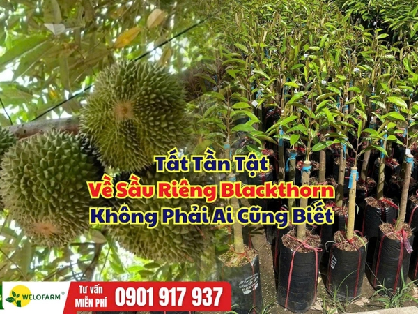 Sầu Riêng Blackthorn – Những Đặc Điểm Bà Con Nên Biết Trước Khi Xuống Giống