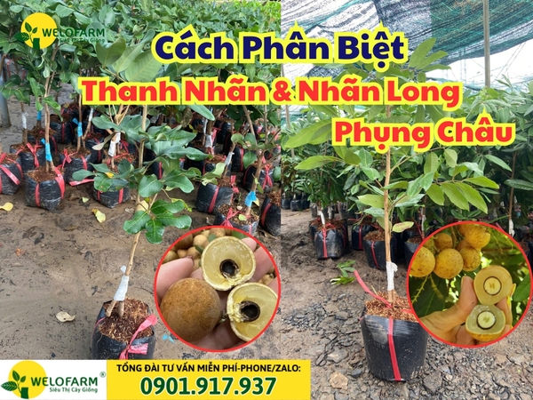 Phân biệt Nhãn Long Phụng Châu và Thanh Nhãn