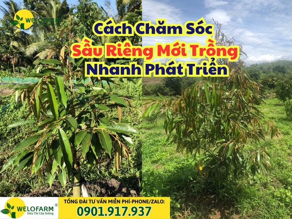 🌱 CÁCH CHĂM SÓC SẦU RIÊNG MỚI TRỒNG NHANH PHÁT TRIỂN