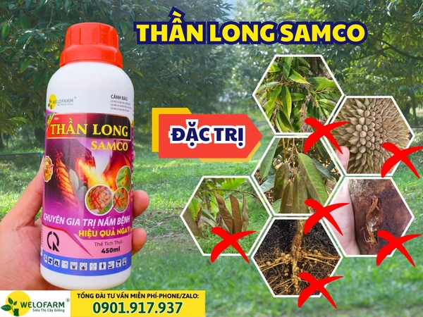 🍄  Cách Trị Nấm Trên Sầu Riêng Hiệu Quả