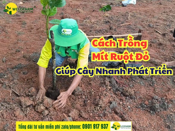 Cách trồng Mít Ruột Đỏ Giúp Cây Nhanh Phát Triển