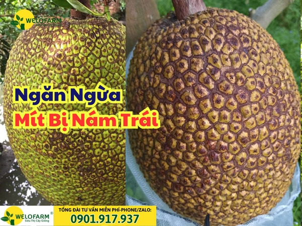 💥 Vì Sao Trái Mít Bị Nám Da Và Cách Phòng Ngừa