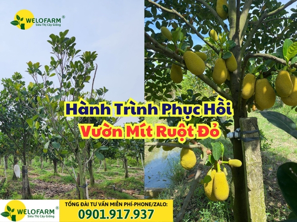 Hành Trình Gian Nan Phục Hồi Vườn Mít Ruột Đỏ: Từ Cơn Suy Kiệt Đến Thành Quả Mỹ Mãn