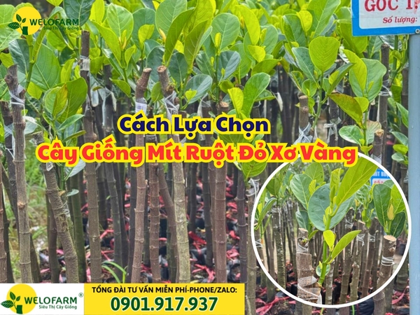 🌱 CÁCH LỰA CHỌN CÂY GIỐNG MÍT RUỘT ĐỎ XƠ VÀNG ĐÚNG GIỐNG, CHẤT LƯỢNG
