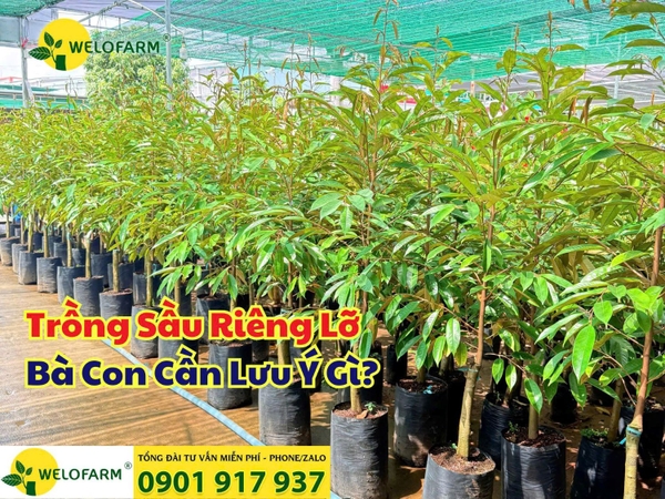 ⚡ TRỒNG SẦU RIÊNG LỠ – BÀ CON CẦN LƯU Ý GÌ? 