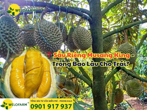 ❓ Sầu Riêng Musang King – Trồng Bao Lâu Cho Trái?
