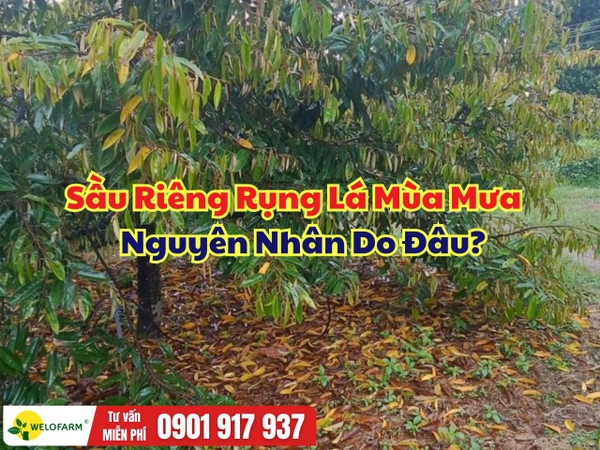 Sầu Riêng Rụng Lá Mùa Mưa: 3 Nguyên Nhân Phổ Biến Và Cách Xử Lý Hiệu Quả
