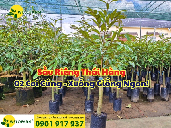 🌱 Sầu Riêng Thái Hàng 02 Cơi Cứng - Xuống Giống Ngon!
