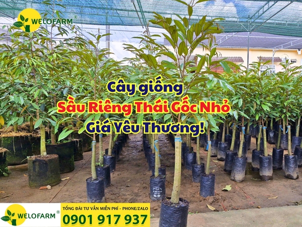 ⚡ Cây giống Sầu Riêng Thái Gốc Nhỏ – Giá Yêu Thương!