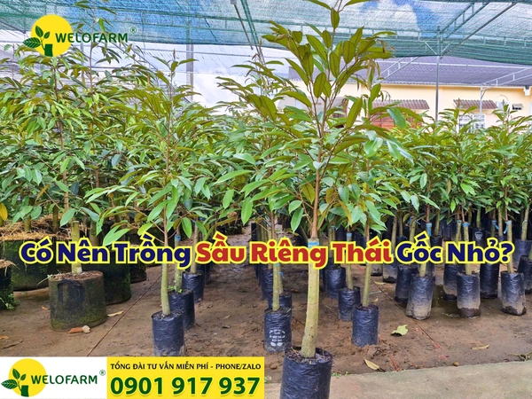 ⚡ Có Nên Trồng Sầu Riêng Thái Gốc Nhỏ?