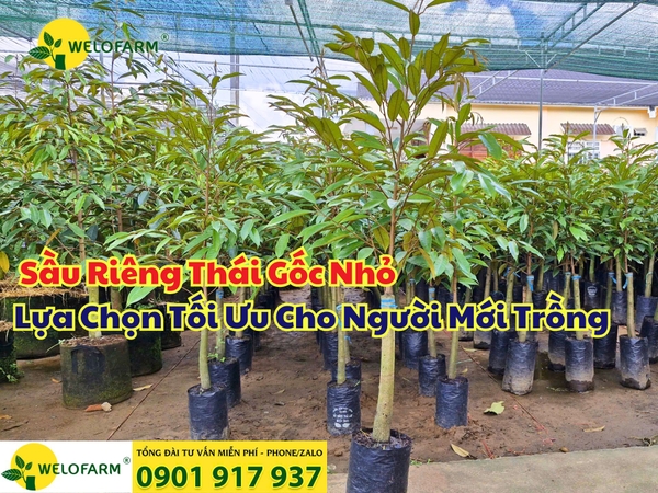 🌱 Sầu Riêng Thái Gốc Nhỏ – Lựa Chọn Tối Ưu Cho Người Mới Trồng