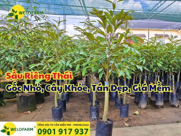 🌱 Sầu Riêng Thái Gốc Nhỏ – Cây Khỏe, Tán Đẹp, Giá Mềm