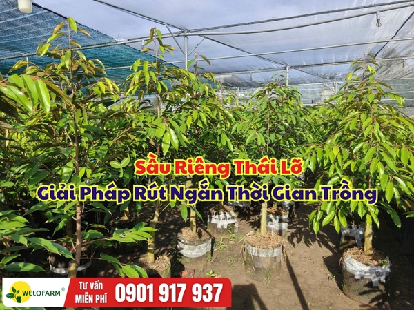 Sầu Riêng Thái Lỡ – Giải Pháp Rút Ngắn Thời Gian Trồng, Sớm Cho Trái