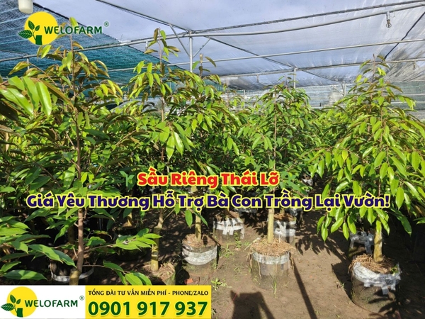 🌱 Sầu Riêng Thái Lỡ - Giá Yêu Thương Hỗ Trợ Bà Con Trồng Lại Vườn!