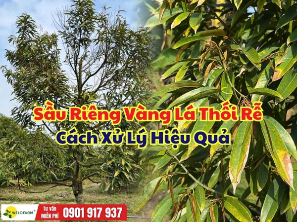 Sầu Riêng Vàng Lá Thối Rễ: Nguyên Nhân, Dấu Hiệu Và Cách Xử Lý Hiệu Quả