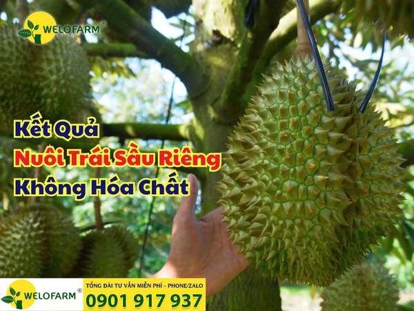 🎉 KẾT QUẢ LÀM BÔNG – NUÔI TRÁI SẦU RIÊNG KHÔNG HÓA CHẤT