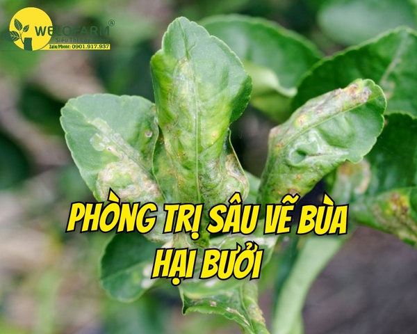 Phòng Và Trị Sâu Vẽ Bùa Trên Bưởi