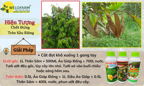 Sầu Riêng “CHẾT ĐỨNG” – Nguyên Nhân Và Cách Phòng Trị