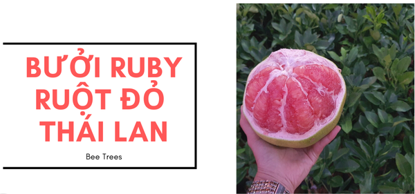 BƯỞI RUBY RUỘT ĐỎ – THÁI LAN
