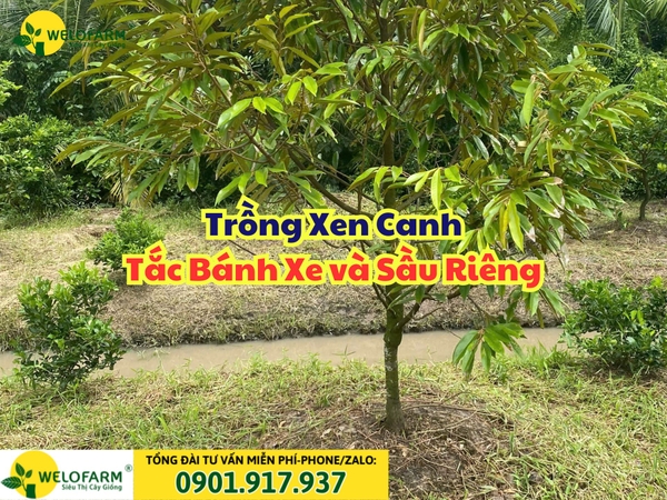 🌳 TẮC BÁNH XE TRỒNG XEN CANH VÀO VƯỜN SẦU RIÊNG ĐƯỢC KHÔNG?