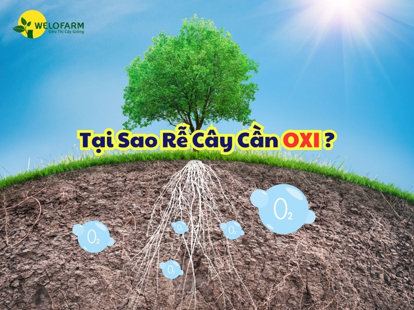 Tại Sao Rễ Cây Cần Oxi?